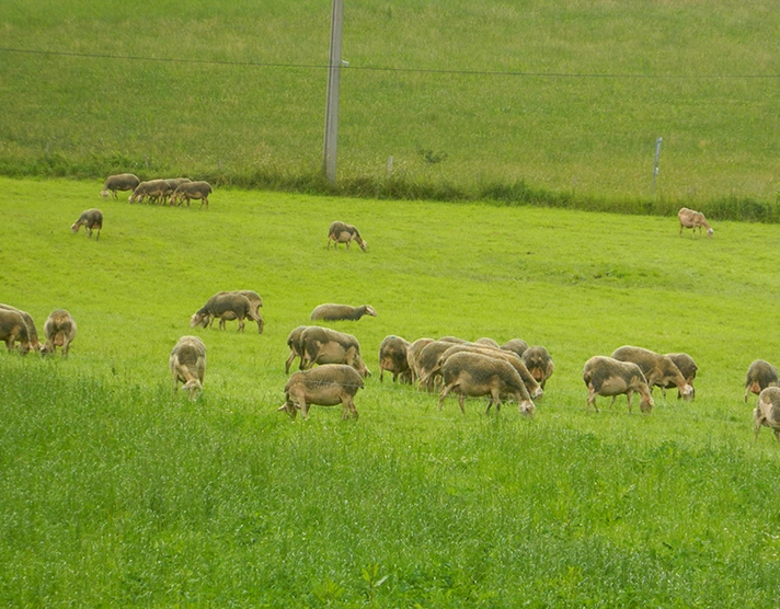 Diaporama